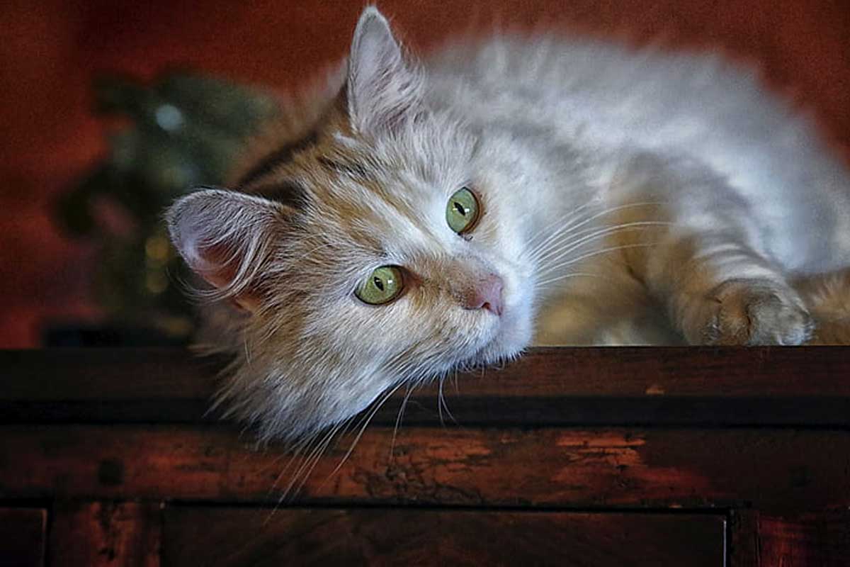 Ragamuffin Cat Breed_How to Help Your Cat Overcome Fears