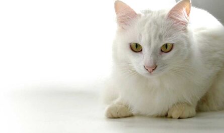 Russian White Cat Breed_How To Improve Your Cat’s Behavior