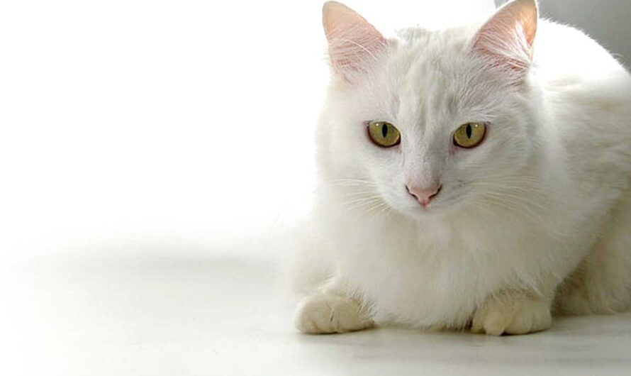 Russian White Cat Breed Profile: Health, Traits, Groom, Care