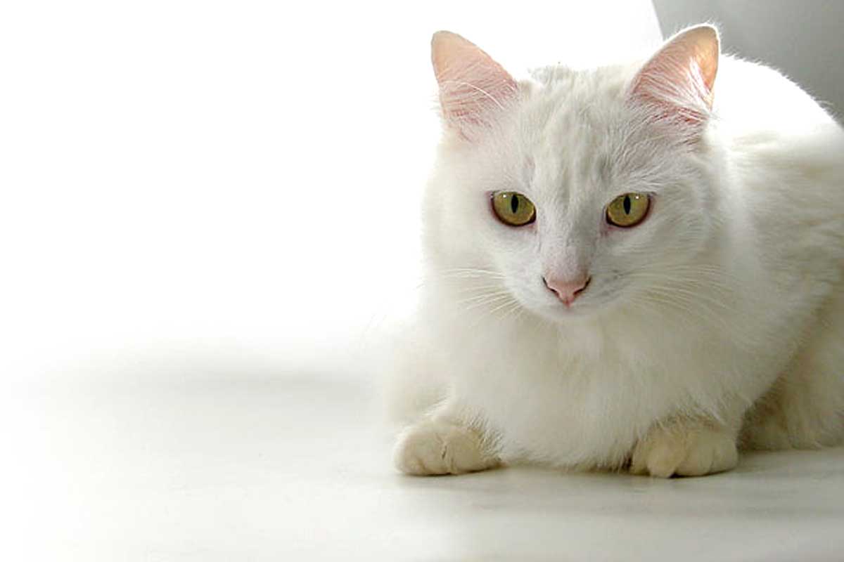 Russian White Cat Breed_How To Improve Your Cat’s Behavior