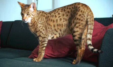 Savannah Cat Breed_How To Train Your Cat