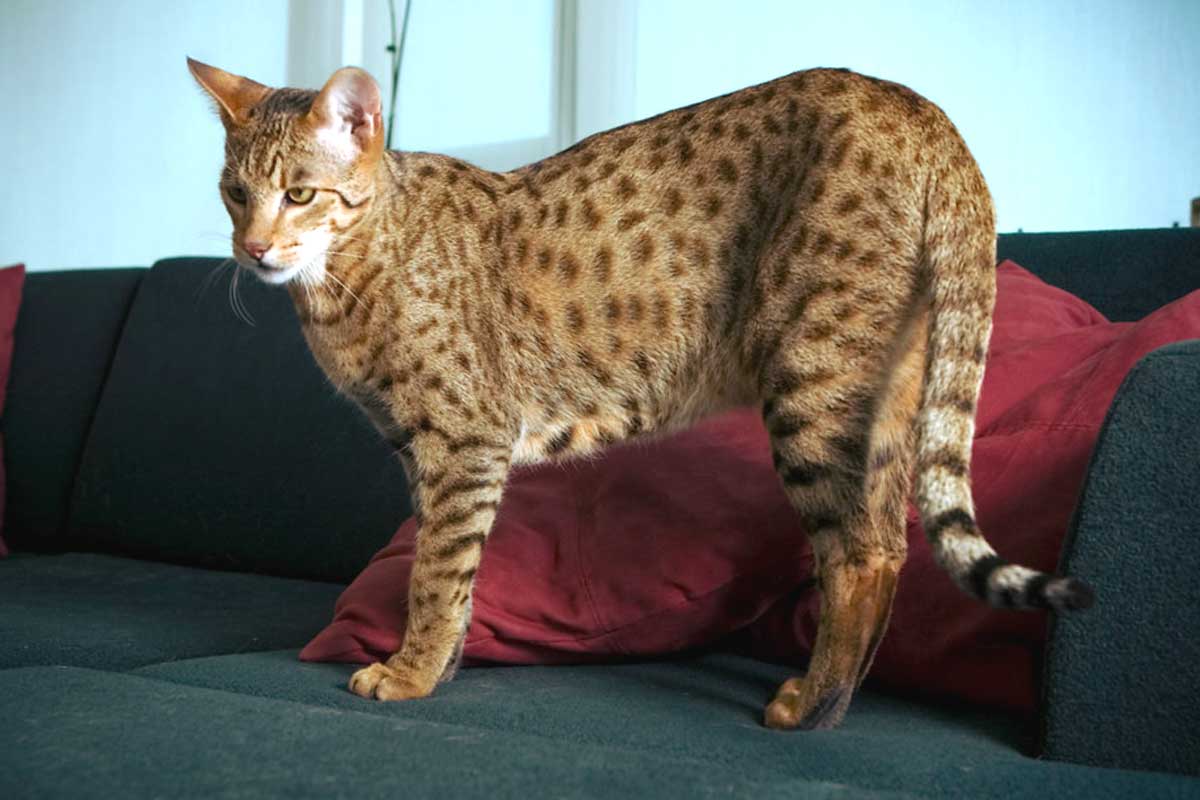 Savannah Cat Breed_How To Train Your Cat