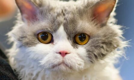Selkirk Rex Cat Breed_how to tell if your cat has a double coat