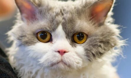 Selkirk Rex Cat Breed_