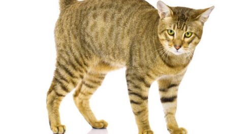 Serengeti Cat_Socializing shy cats_Cat anal gland problems