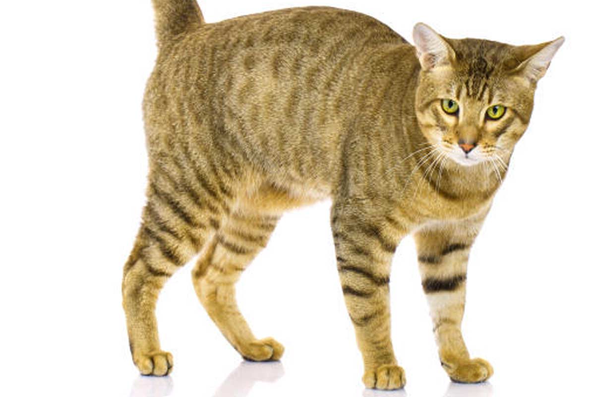 Serengeti Cat_Socializing shy cats_Cat anal gland problems