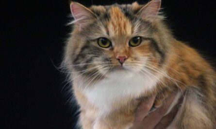 Siberian Cat Breed_famous people who had pet cats