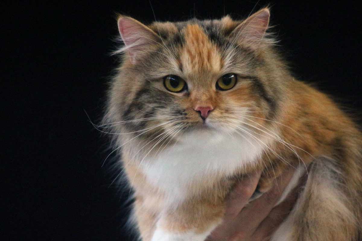 Siberian Cat Breed_famous people who had pet cats
