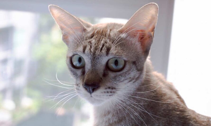 Singapura Cat Breed Profile: Facts, Coat, Traits, Groom, Care
