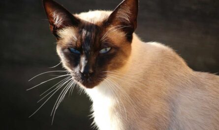 Snowshoe Cat Breed_how to tell if your cat has fleas