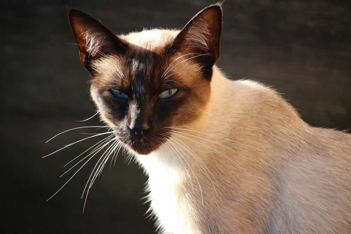 Snowshoe Cat Breed_how to tell if your cat has fleas