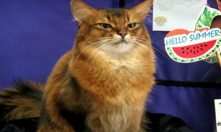 Somali Cat Breed_How to tell if your cat has a triple coat