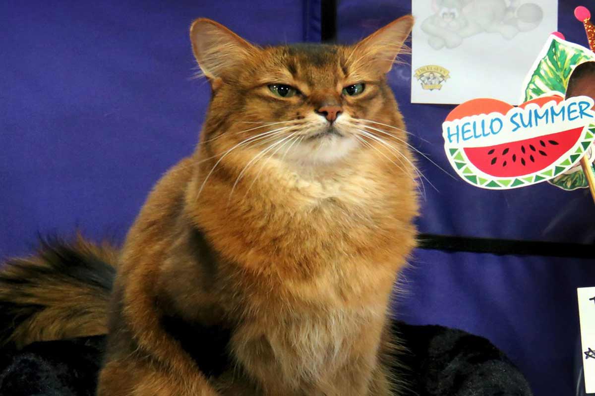 Somali Cat Breed_How to tell if your cat has a triple coat