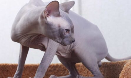 Sphynx Cat Breed_how to tell if my cat is in pain after surgery