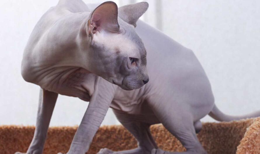 Sphynx Cat Breed: Profile, Traits, Health, Grooming, Care