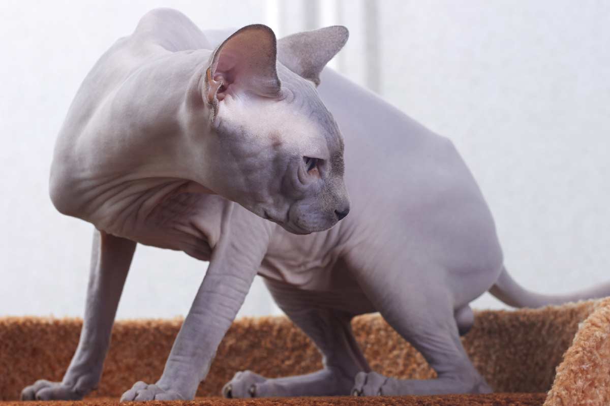 Sphynx Cat Breed_how to tell if my cat is in pain after surgery