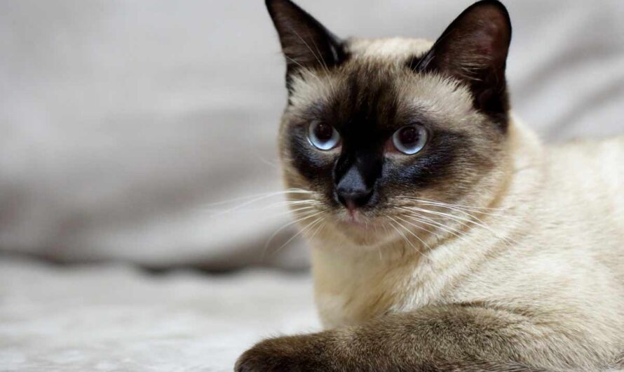 Tonkinese Cat Breed: Profile, Traits, Health, Grooming, Care