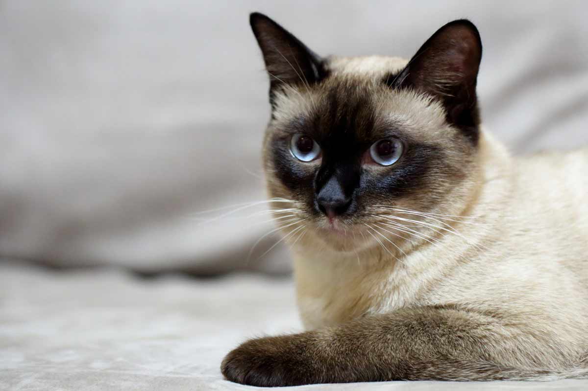 Tonkinese Cat Breed_stop a cat from spraying indoors