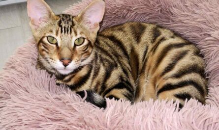 Toyger Cat Breed_how to get a cat to trust you fast