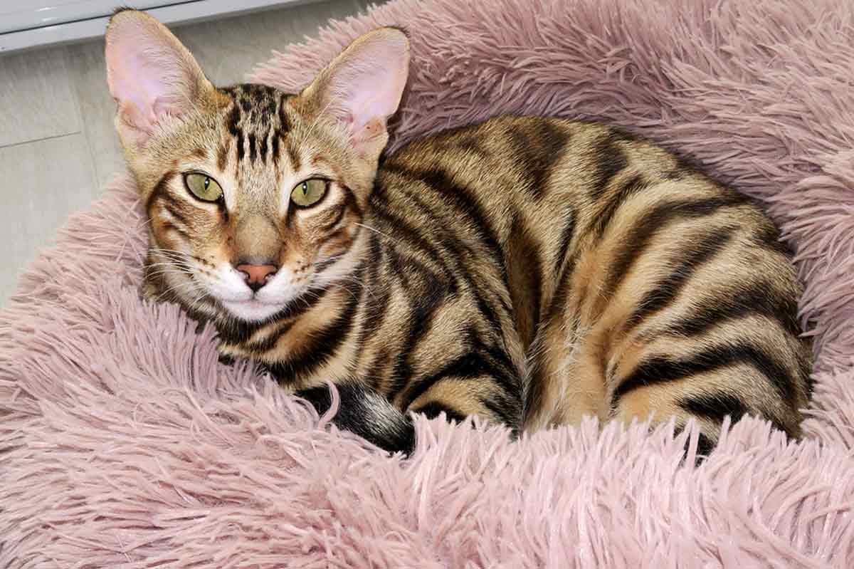 Toyger Cat Breed_how to get a cat to trust you fast