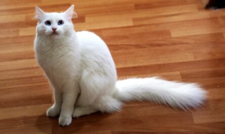 Turkish Angora Cat_Cat Pregnancy