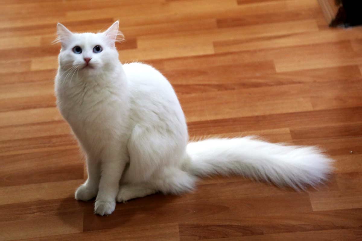 Turkish Angora Cat_Cat Pregnancy