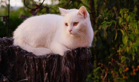 Turkish Van Cat Breed_Silent Killers of Cats