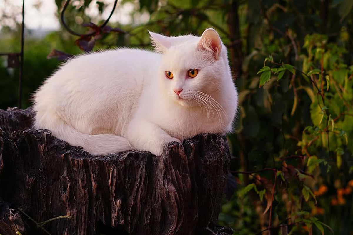 Turkish Van Cat Breed_Silent Killers of Cats