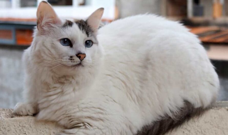 Turkish Vankedisi Cat Profile, Traits, Health, Grooming, Care