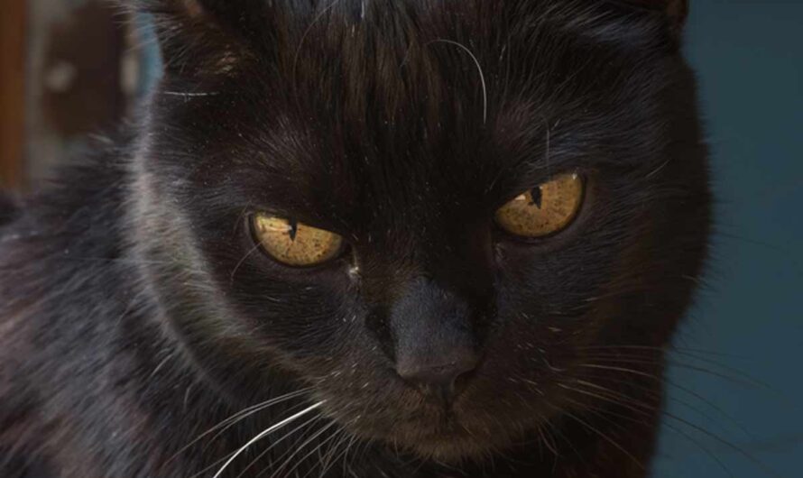 York Chocolate Cat Breed: Profile, Traits, Health, Care