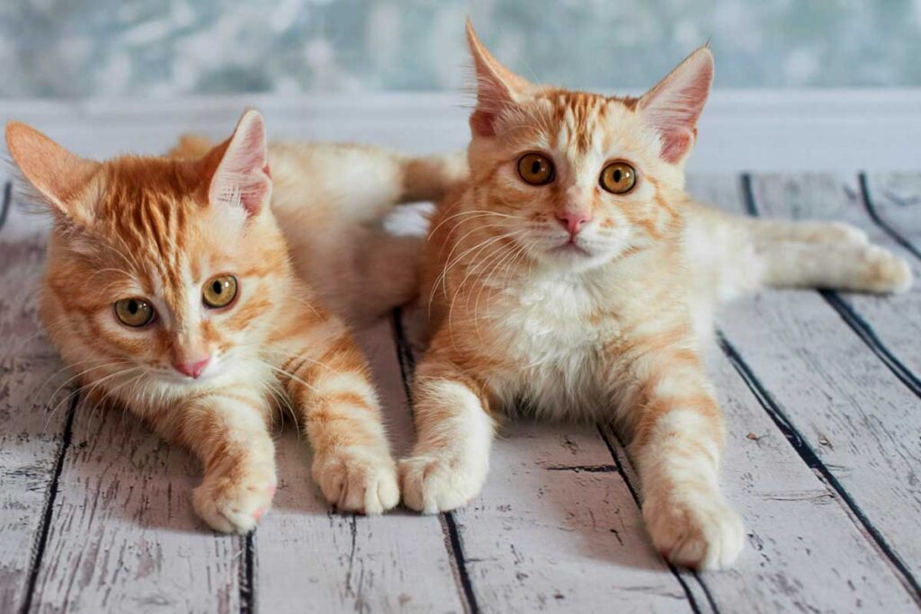 Curated visual reference: Fresh Look at How To Introduce A New Kitten To An Older Cat