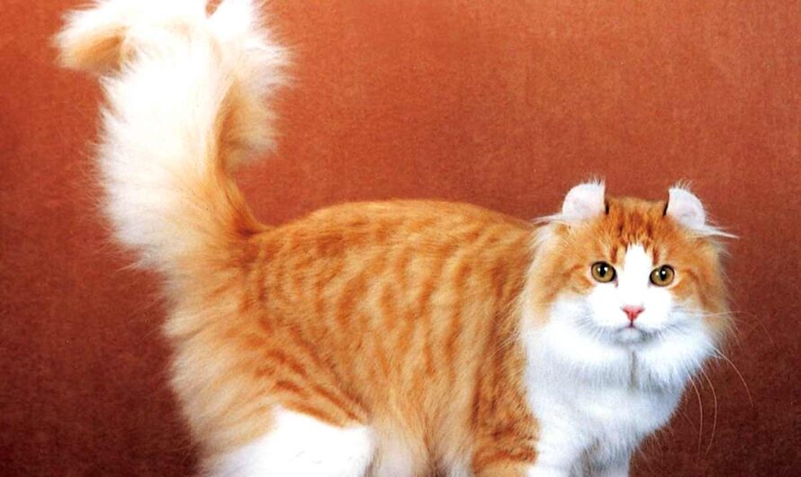 American Curl Cat Profile, Traits, Grooming, Health, Care
