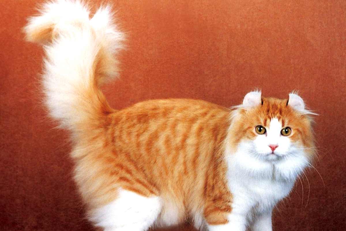 American Curl Cat_Fleas in Cats