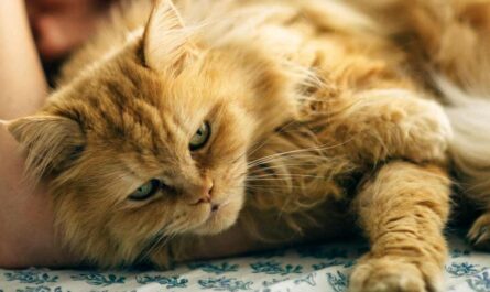 American Longhair Cat_how to tell if my cat is in pain after neutering