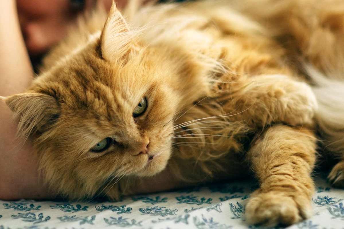 American Longhair Cat_how to tell if my cat is in pain after neutering
