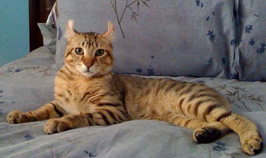 American Polydactyl Cat Profile, Traits, Grooming, Health, Care