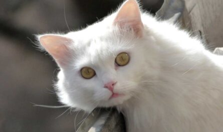 Asian Semi-Longhair Cat