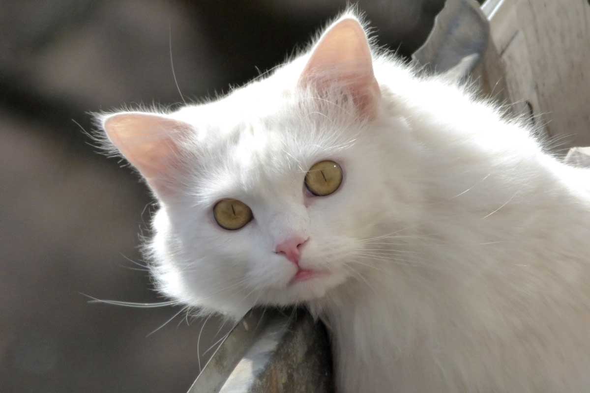 Asian Semi-Longhair Cat