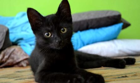 Bombay Cat Breed_how can you tell if your cat has a uti