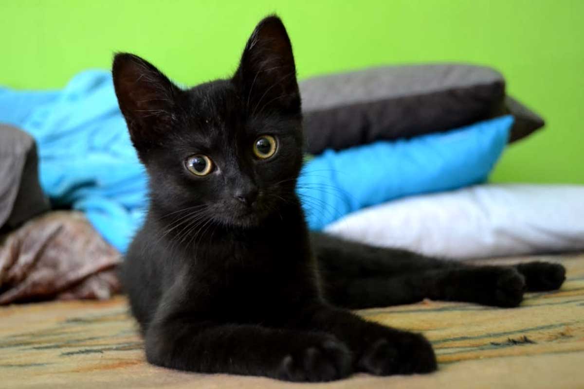 Bombay Cat Breed_how can you tell if your cat has a uti