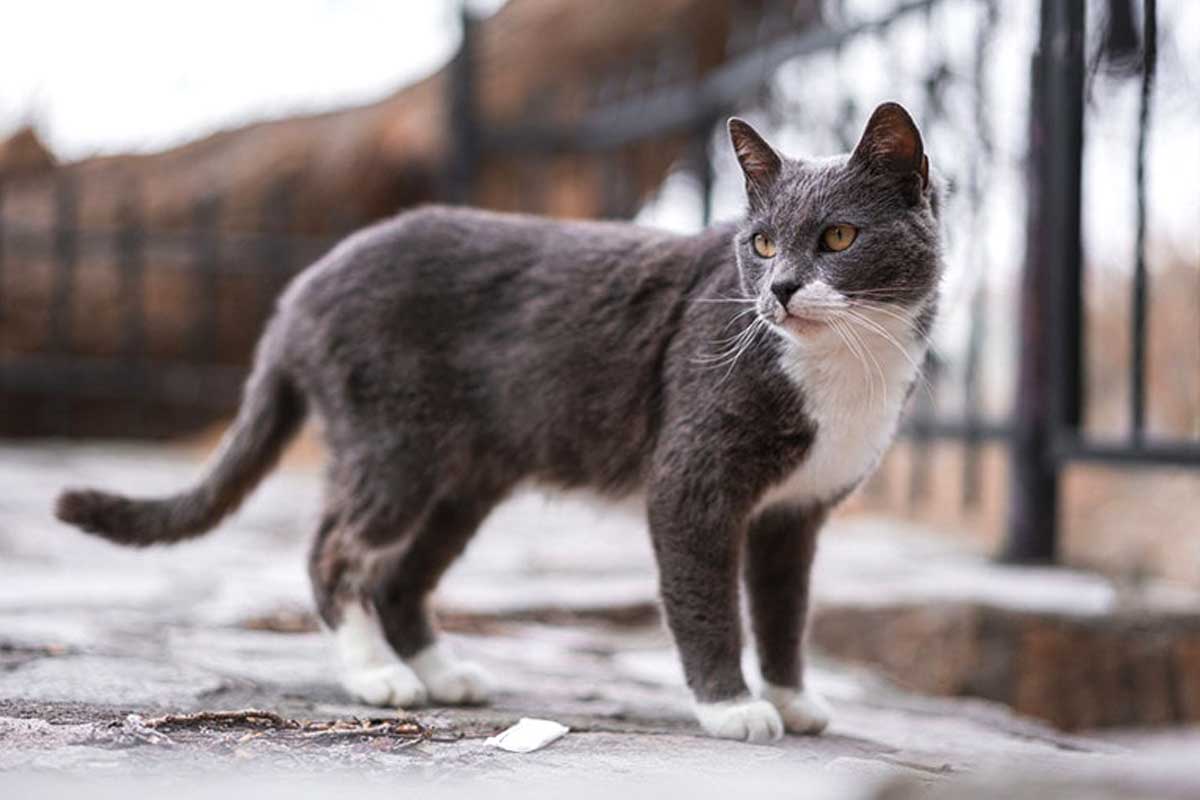 Brazilian Shorthair Cat_What your cat’s tail can tell you