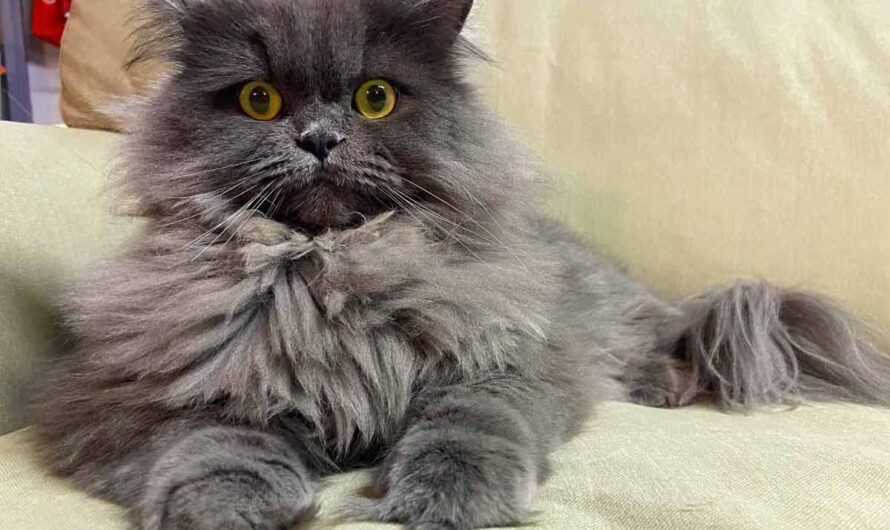 British Longhair Cat: Profile, Traits, Grooming, Health, Care