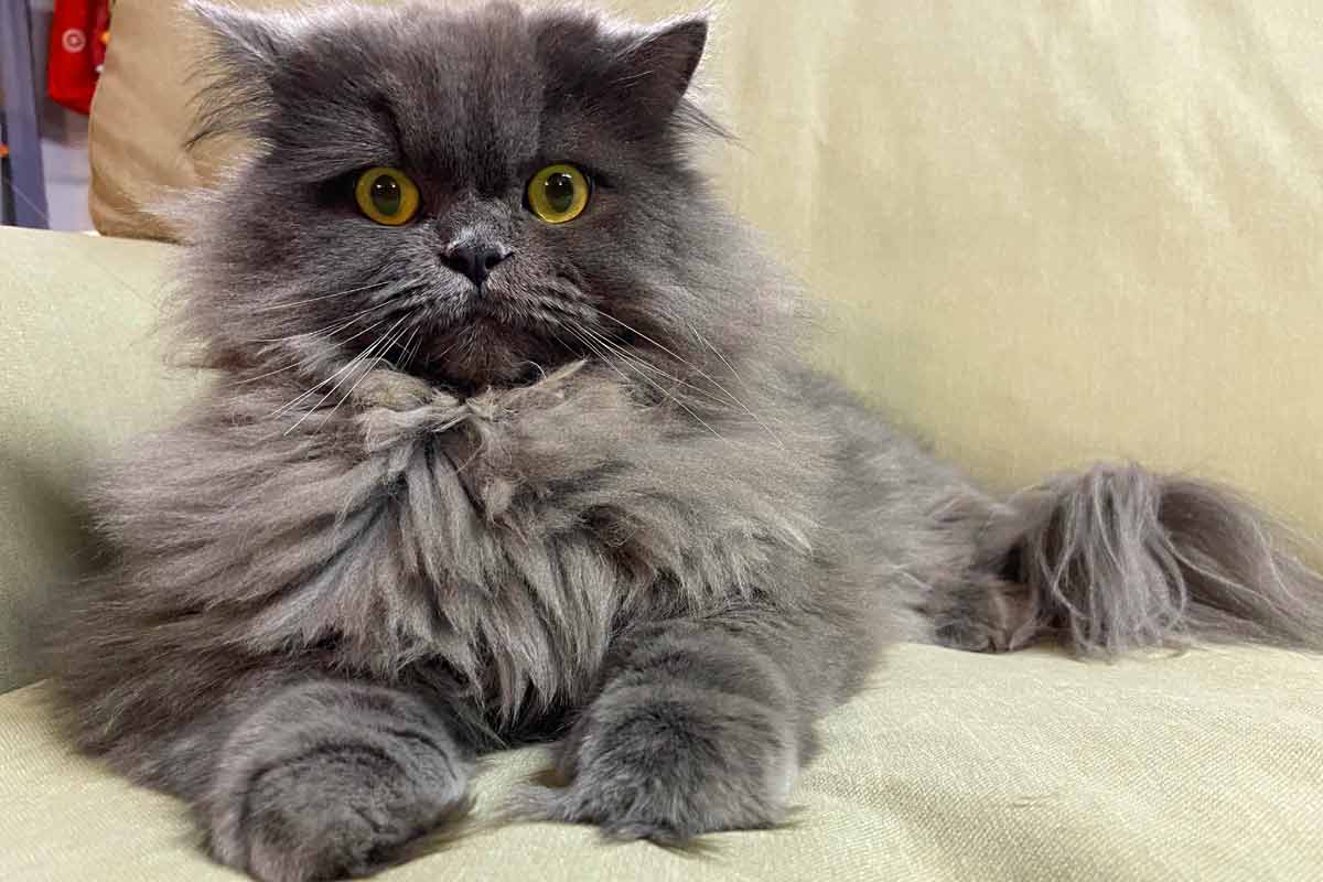 British Longhair Cat_Fading Kitten Syndrome