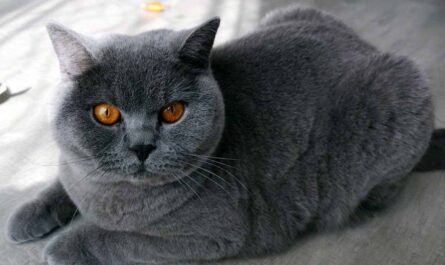 British Shorthair Cat_how can you tell if your cat has a fever