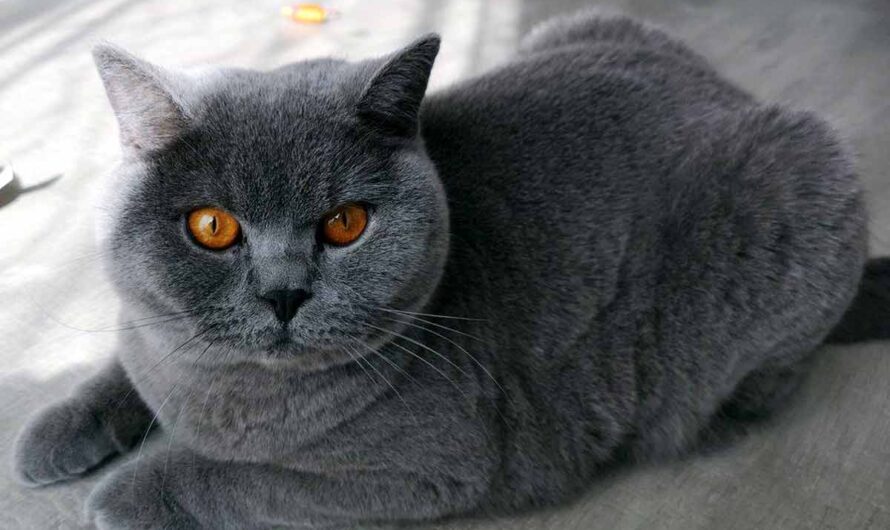 British Shorthair Cat: Profile, Traits, Grooming, Health, Care