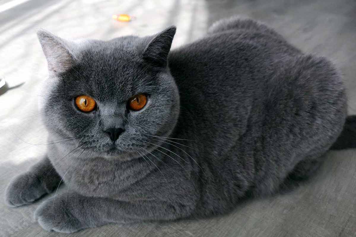 British Shorthair Cat_how can you tell if your cat has a fever