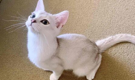 Burmilla Cat Breed_if your cat ate rat poison