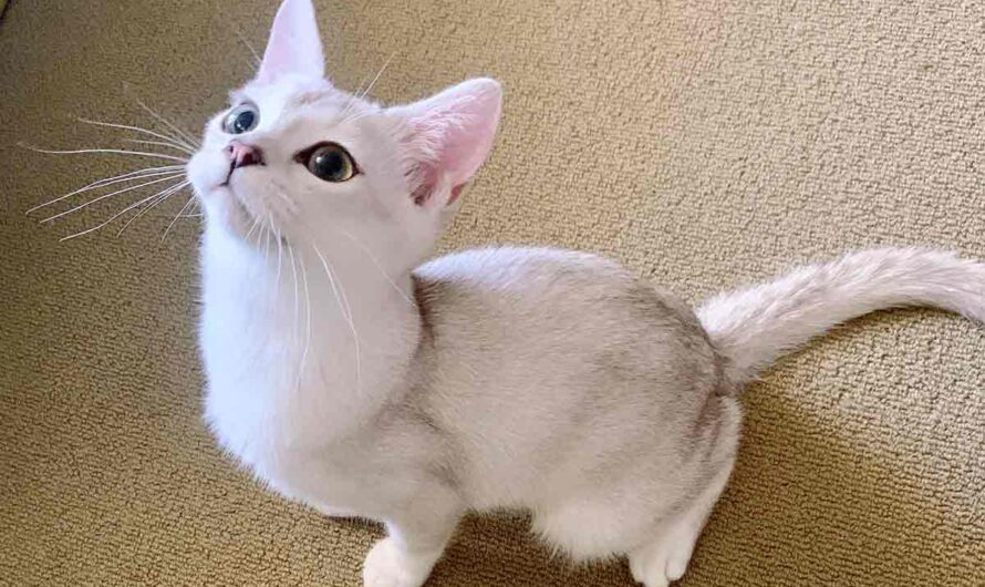 Burmilla Cat Breed: Profile, Traits, Grooming, Health, Care