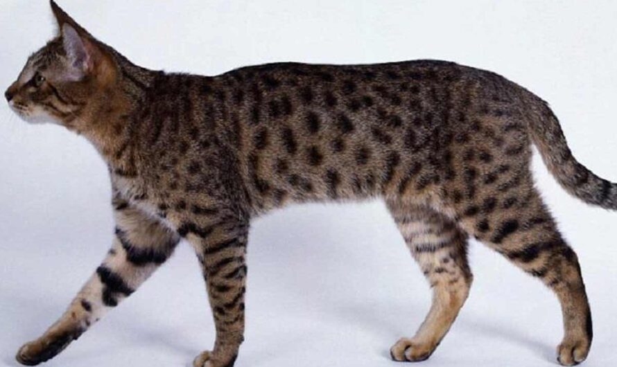 California Spangled Cat: Profile, Traits, Grooming, Health, Care