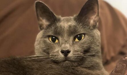 Chartreux Cat Breed_Cat Giving Birth